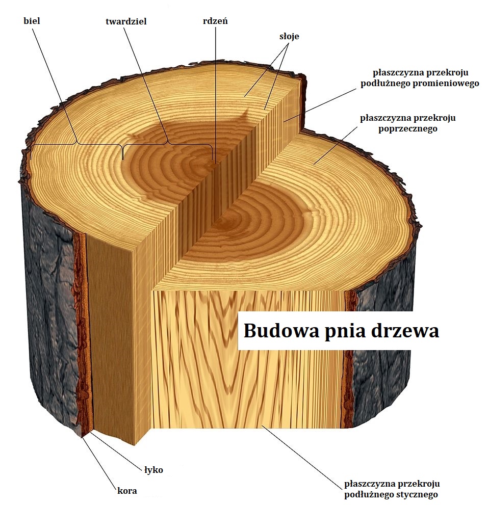 Przekrój Pnia Drzewa Z Opisem JAK WYKORZYSTYWANE SĄ ELEMENTY PNIA DRZEWA? - Roble blog